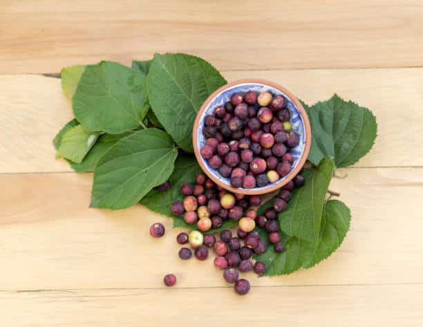 6 Benefits Of Phalsa Fruit: Boosting Your Energy | FouMou